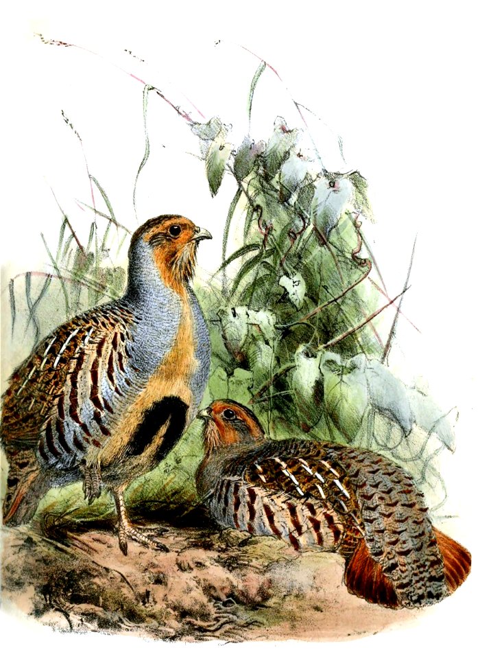 PerdixBarbataWolf