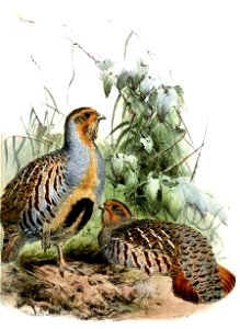 PerdixBarbataWolf