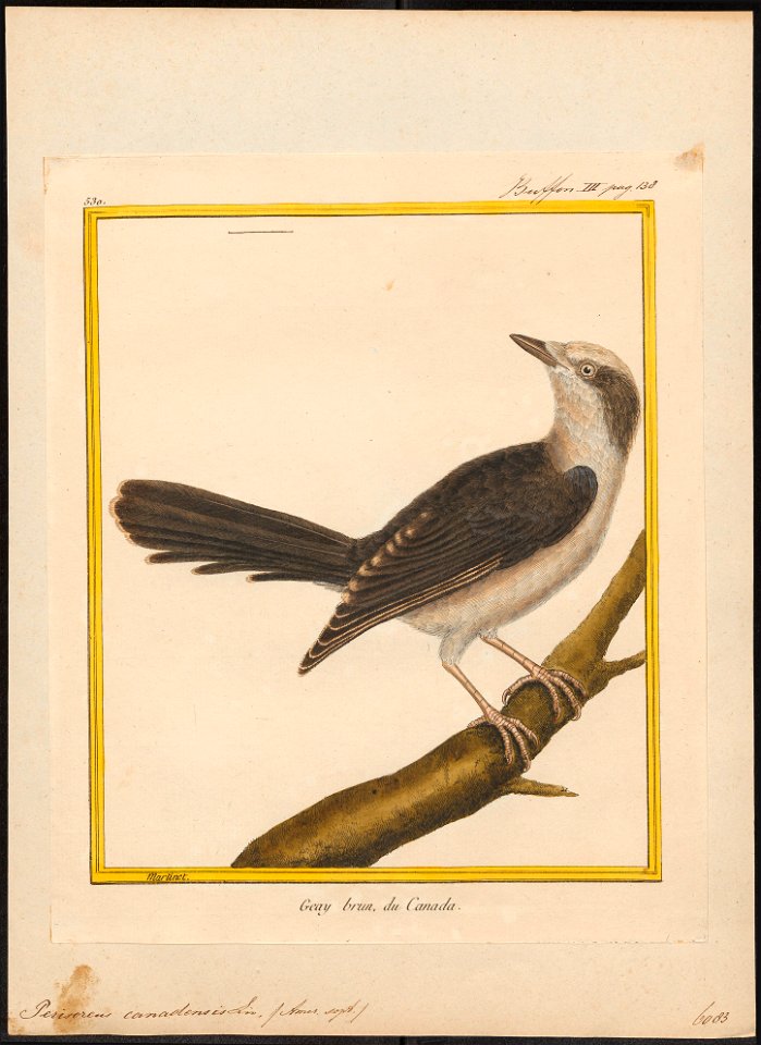 Perisoreus canadensis - 1700-1880 - Print - Iconographia Zoologica - Special Collections University of Amsterdam - UBA01 IZ15700027