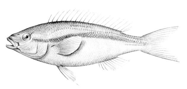Pentapodus vitta
