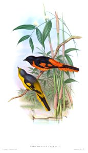 PericrocotusFlammeusGould
