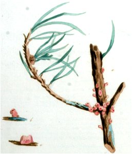 Peridermium pini var. acicola