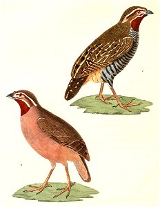 Perdicula asiatica asiatica 1838