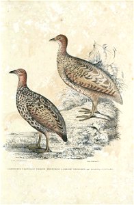 Perdix hepburnii Hardwicke1 0122
