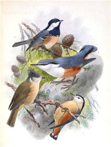 Periparus ater rufipectus & Lophophanes dichrous dichroides & Sitta europaea amurensis & Sitta przewalskii 1889. Free illustration for personal and commercial use.