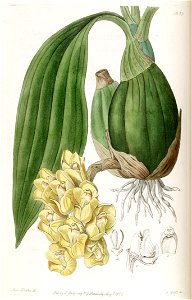 Peristeria cerina - Edwards vol 23 pl 1953 (1837)