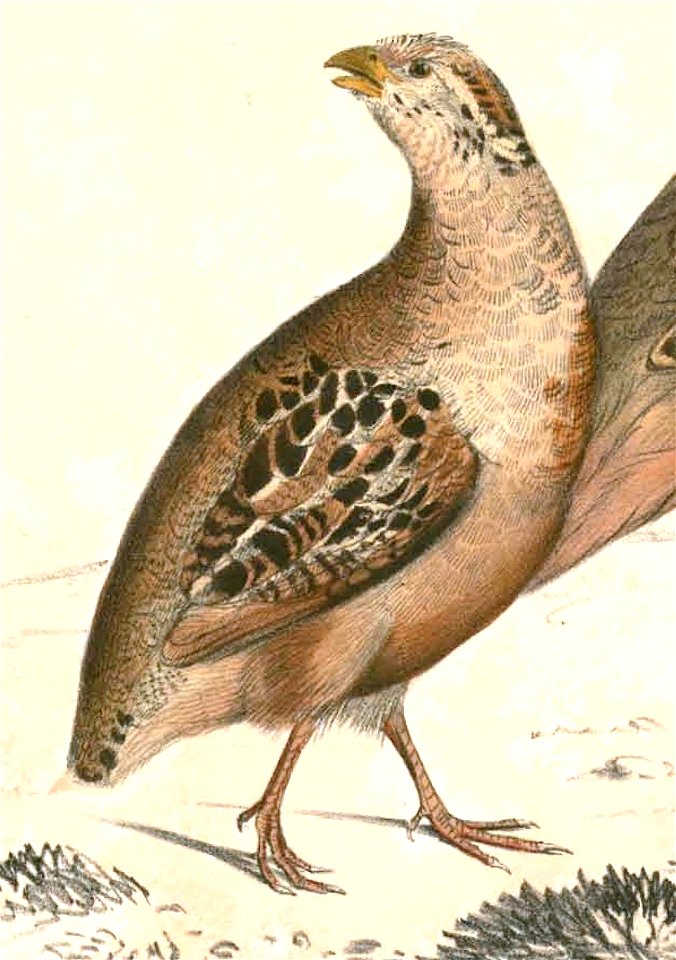 Perdicula asiatica Hardwicke