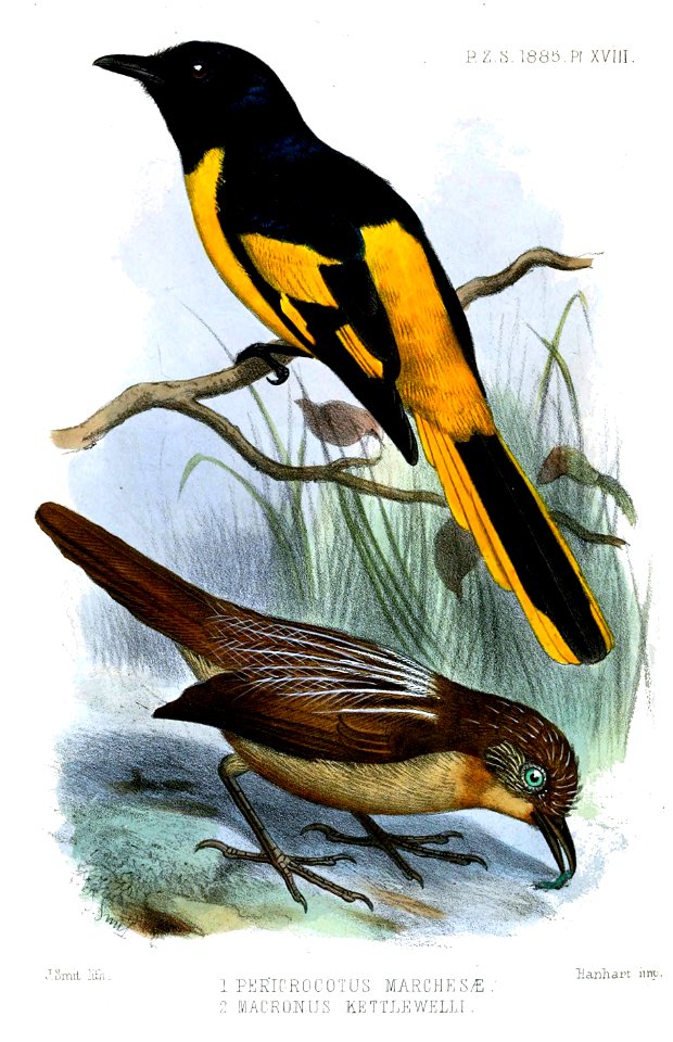 PericrocotusMacronusSmit