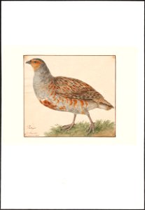 Perdix cinerea - 1753-1834 - Print - Iconographia Zoologica - Special Collections University of Amsterdam - UBA01 IZA1000254