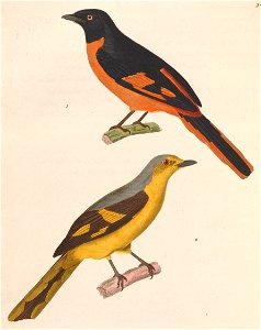 Pericrocotus flammeus 1838