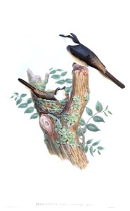 PericrocotusCantonensisGould