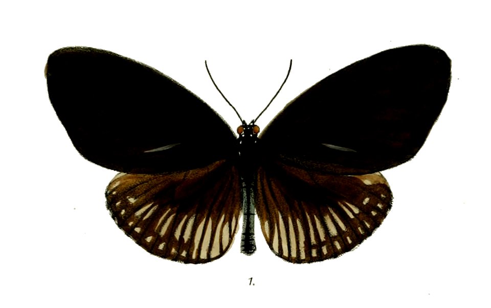 PenoaMenetriesii 32 1