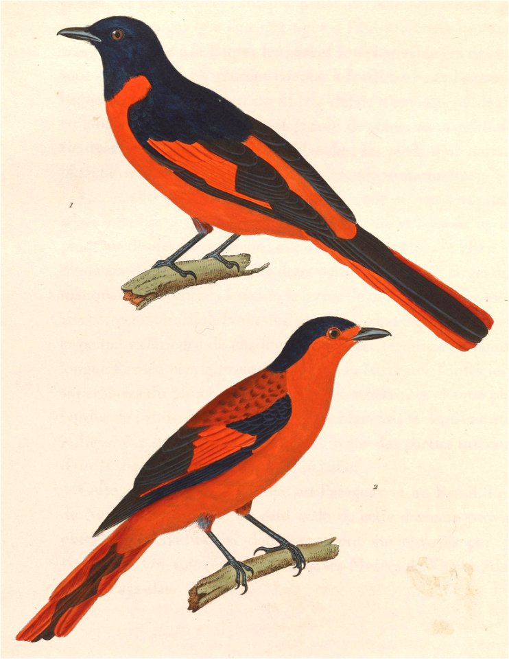 Pericrocotus miniatus 1838