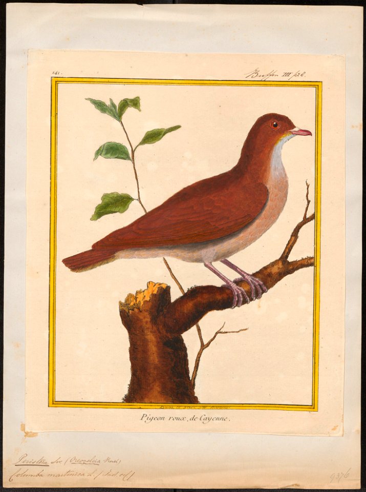 Peristera martinica - 1700-1880 - Print - Iconographia Zoologica - Special Collections University of Amsterdam - UBA01 IZ15600223