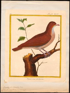 Peristera martinica - 1700-1880 - Print - Iconographia Zoologica - Special Collections University of Amsterdam - UBA01 IZ15600223