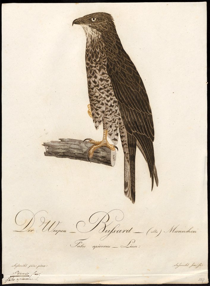 Pernis apivorus - 1800-1812 - Print - Iconographia Zoologica - Special Collections University of Amsterdam - UBA01 IZ18200294