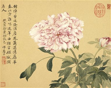 Peonies, Yun Shouping