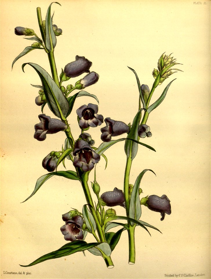 Penstemon gentianoides Paxton 071