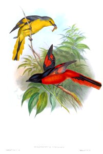 PericrocotusSpeciosusGould