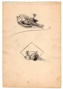 Periquito, drawing by Mariano Pedrero