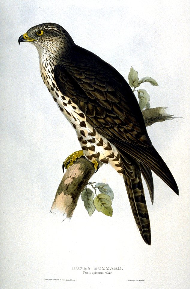 Pernis apivorus by John Gould