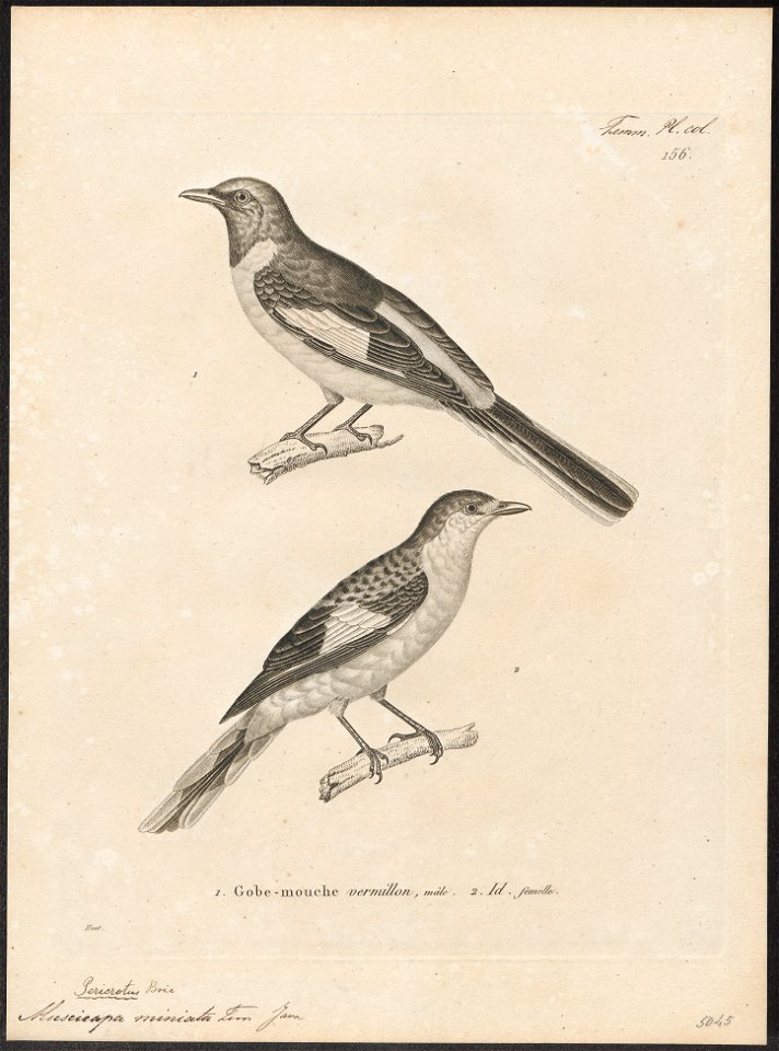 Pericrocotus miniatus - 1700-1880 - Print - Iconographia Zoologica - Special Collections University of Amsterdam - UBA01 IZ16500391