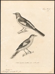 Pericrocotus miniatus - 1700-1880 - Print - Iconographia Zoologica - Special Collections University of Amsterdam - UBA01 IZ16500391