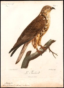Pernis tachardus - 1796-1808 - Print - Iconographia Zoologica - Special Collections University of Amsterdam - UBA01 IZ18200305