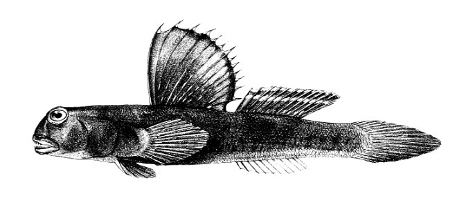 Periophthalmus koelreuteri Ford 64