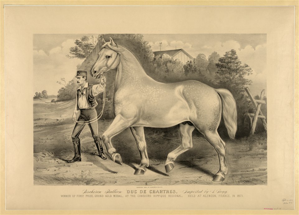 Percheron stallion Duc de Chartres, imported by A. Rogy- winner of first prize, grand gold medal, at the Concours Hippique Regional; held at Alencon, France, in 1873 LCCN2001700576