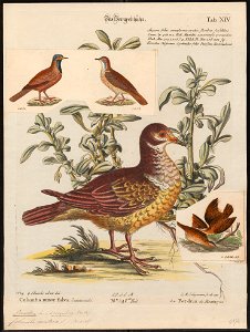Peristera montana - 1700-1880 - Print - Iconographia Zoologica - Special Collections University of Amsterdam - UBA01 IZ15600219