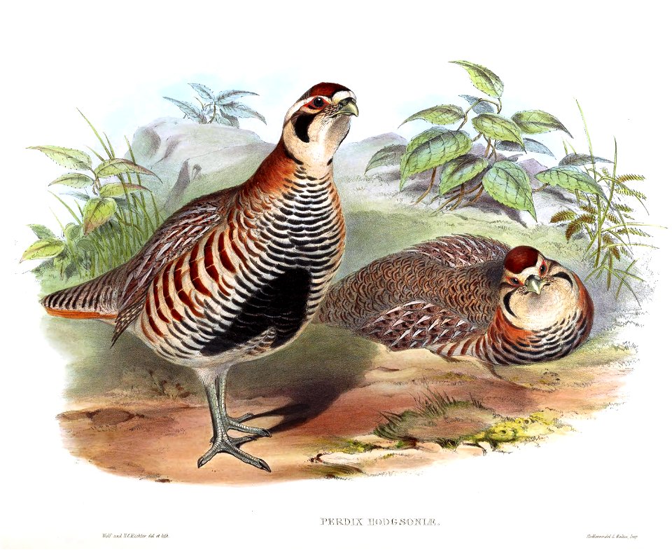 Perdix hodgsoniae BirdsAsiaJohnGoVIGoul