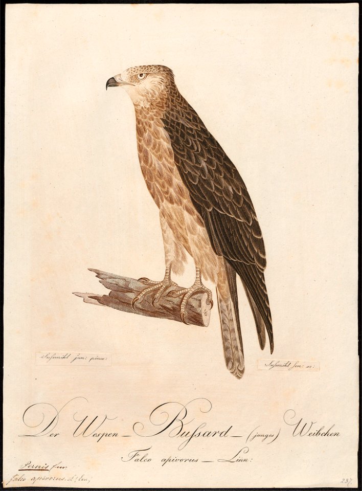 Pernis apivorus - 1800-1812 - Print - Iconographia Zoologica - Special Collections University of Amsterdam - UBA01 IZ18200301