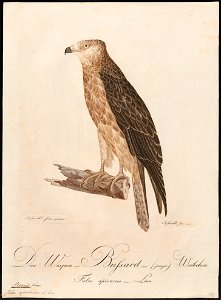 Pernis apivorus - 1800-1812 - Print - Iconographia Zoologica - Special Collections University of Amsterdam - UBA01 IZ18200301