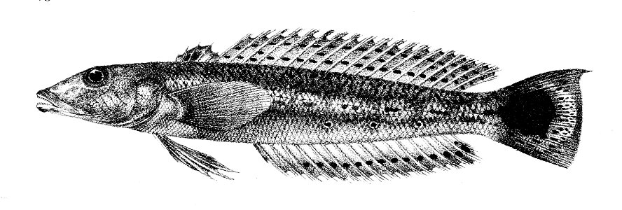 Percis hexophthalma Ford 47