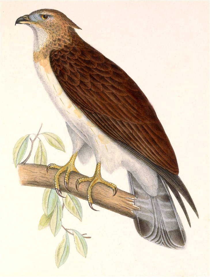 Pernis ptilorhynchus ruficollis 1849