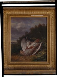 Perdrix grise - Raspail, fils - musée d'art et d'histoire de Saint-Brieuc, DOC 63