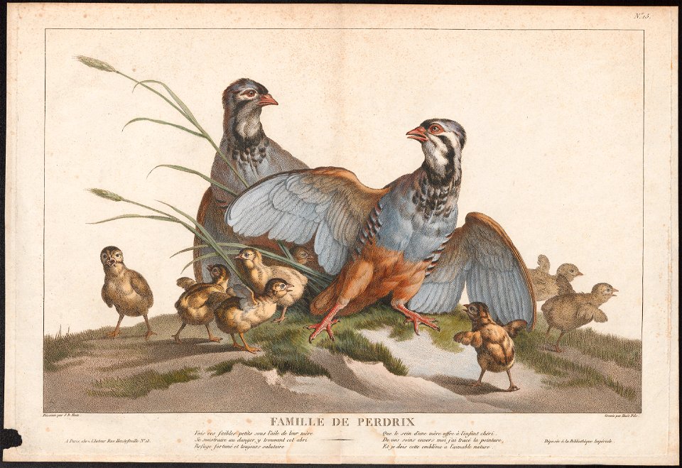 Perdix cinerea - 1700-1880 - Print - Iconographia Zoologica - Special Collections University of Amsterdam - UBA01 IZ17100093