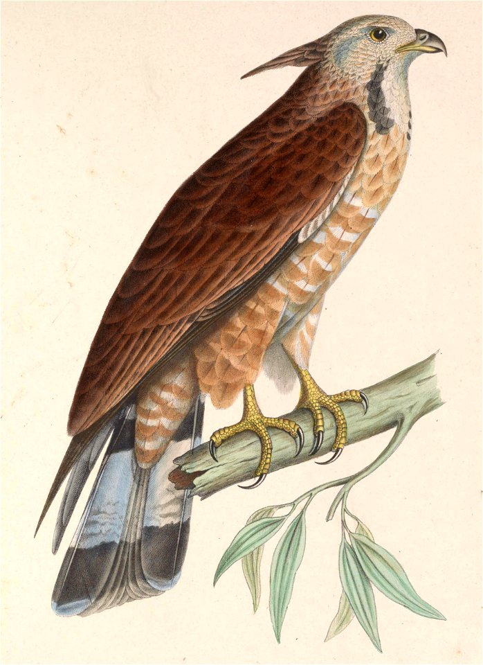 Pernis ptilorhynchus torquatus 1849