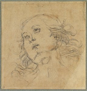 Perugino - Tête de jeune homme, 1315-03