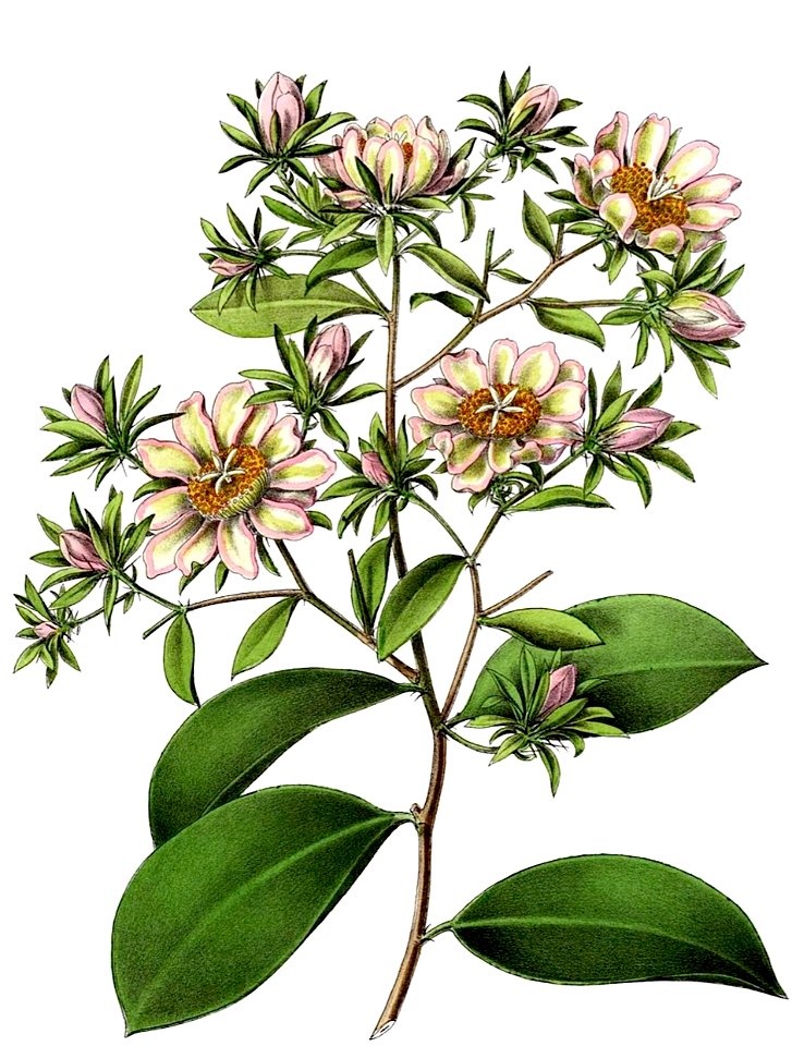 Pereskia aculeata BlKakteenT86