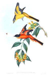 PericrocotusSolarisGould