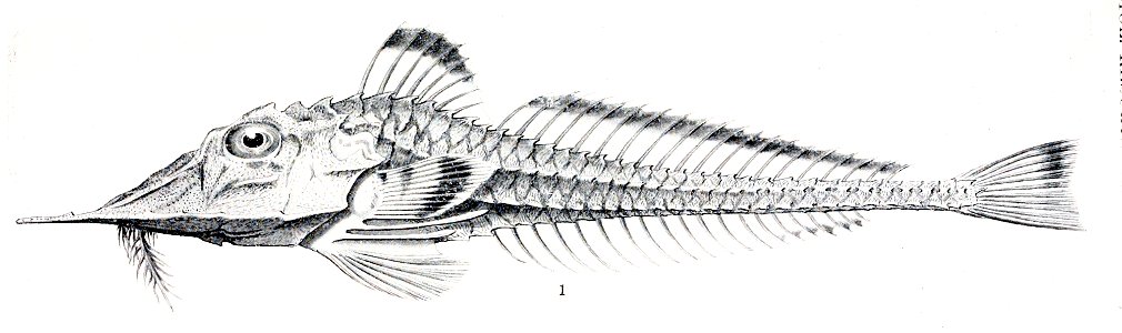 Peristedion picturatum