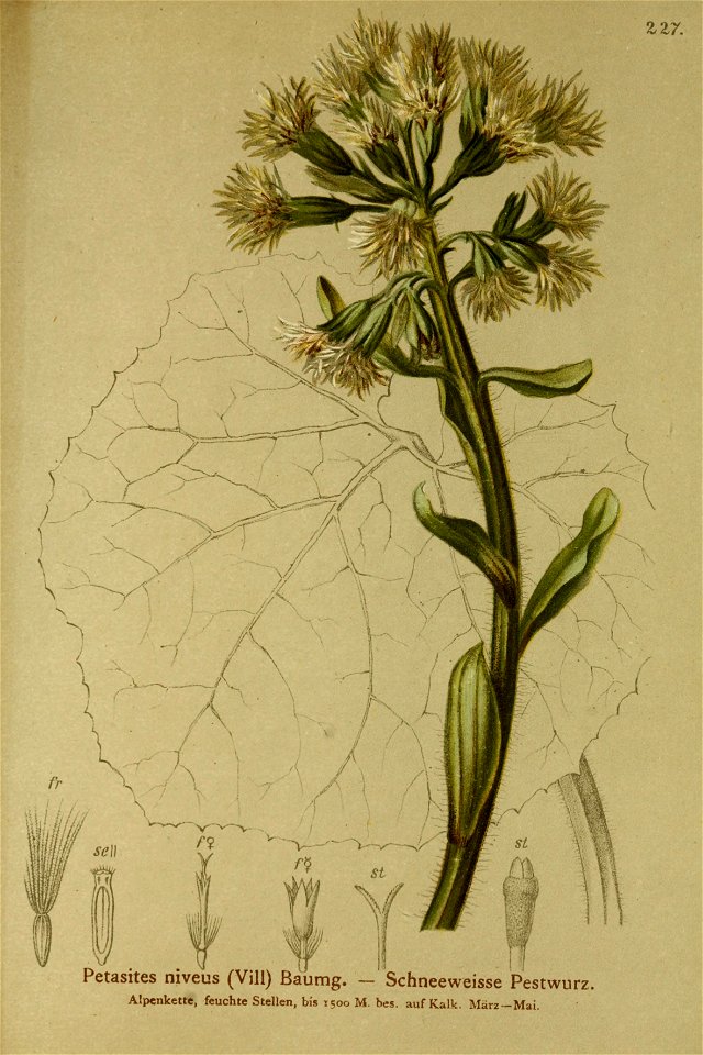 Petasites paradoxus001
