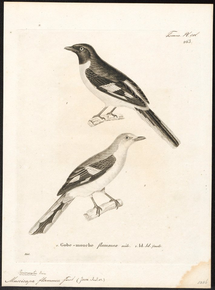 Pericrocotus flammeus - 1700-1880 - Print - Iconographia Zoologica - Special Collections University of Amsterdam - UBA01 IZ16500397