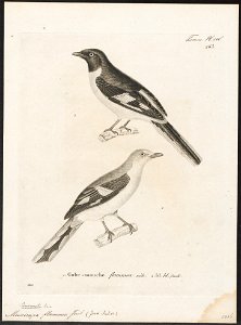 Pericrocotus flammeus - 1700-1880 - Print - Iconographia Zoologica - Special Collections University of Amsterdam - UBA01 IZ16500397