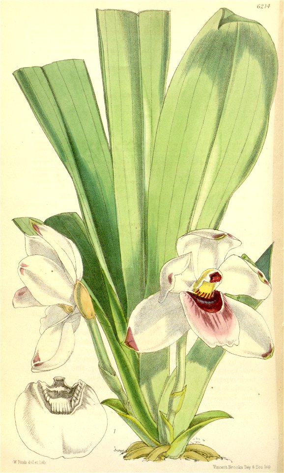 Pescatoria dayana (as Pescatoria dayana var. rhodacra) - Curtis' 102 (Ser. 3 no. 32) pl. 6214 (1876)