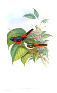 PericrocotusPeregrinusGould