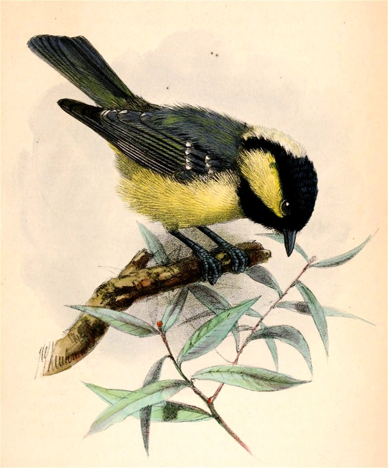 Periparus ater ledouci 1871