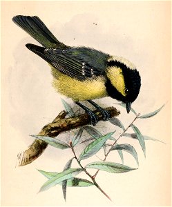 Periparus ater ledouci 1871